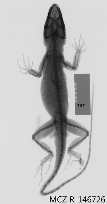 Media type: image;   Herpetology R-146726 Aspect: dorsoventral x-ray
